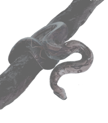 Serpent
